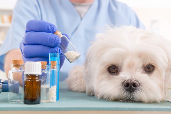 Comment soigner les animaux par homéopathie?